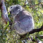 Koala Conservation Centre - Northern Rivers Accommodation