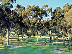 Tanunda Pines Golf Club - Northern Rivers Accommodation