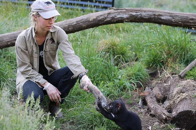 1-Hour Tasmanian Devil Feeding Day Tour at Cradle Mountain - Northern Rivers Accommodation