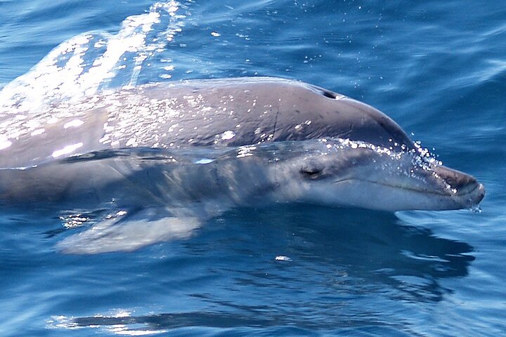 Jervis Bay Dolphin Watch Cruise - Northern Rivers Accommodation